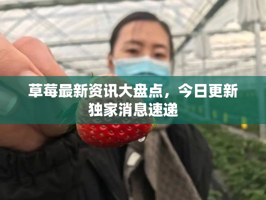 草莓最新资讯大盘点，今日更新独家消息速递